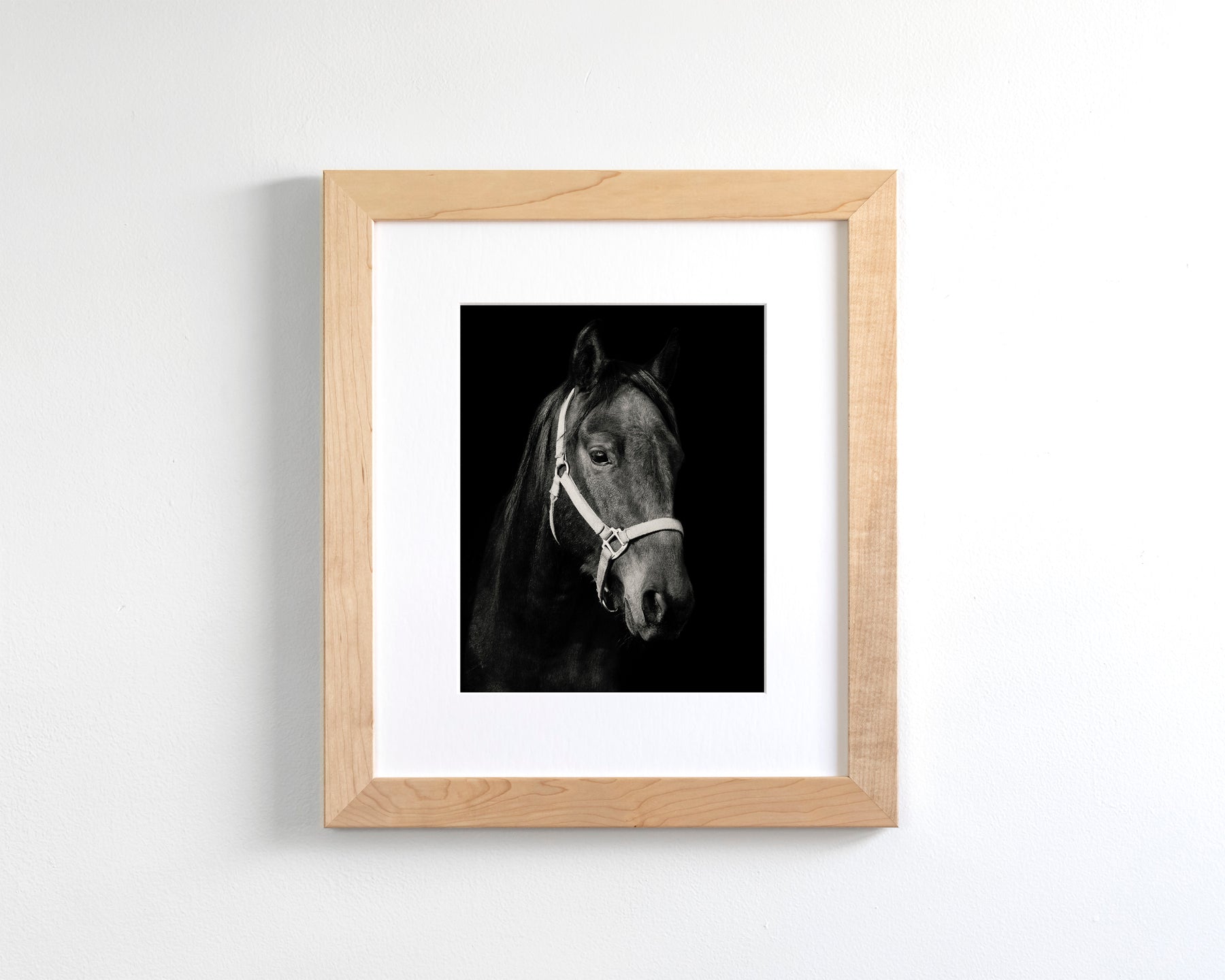 Dark Horse and Halter