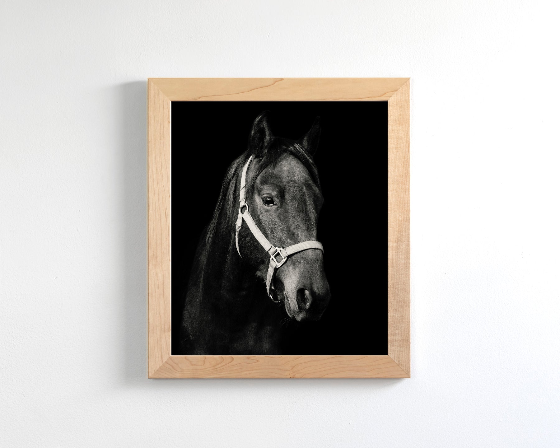 Dark Horse and Halter