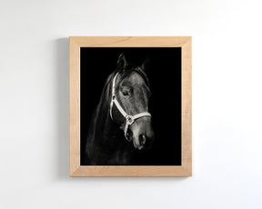 Dark Horse and Halter