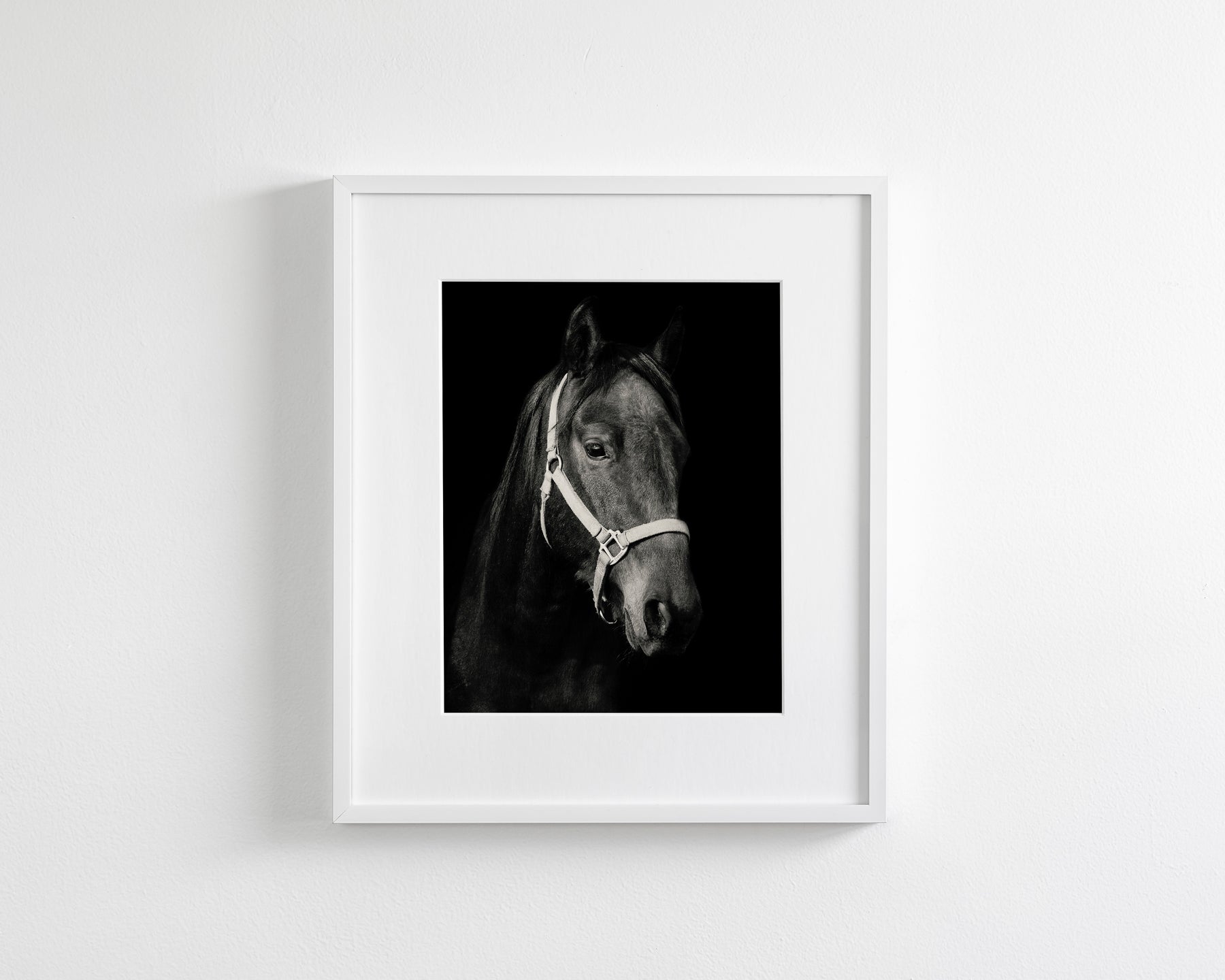 Dark Horse and Halter