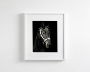 Dark Horse and Halter
