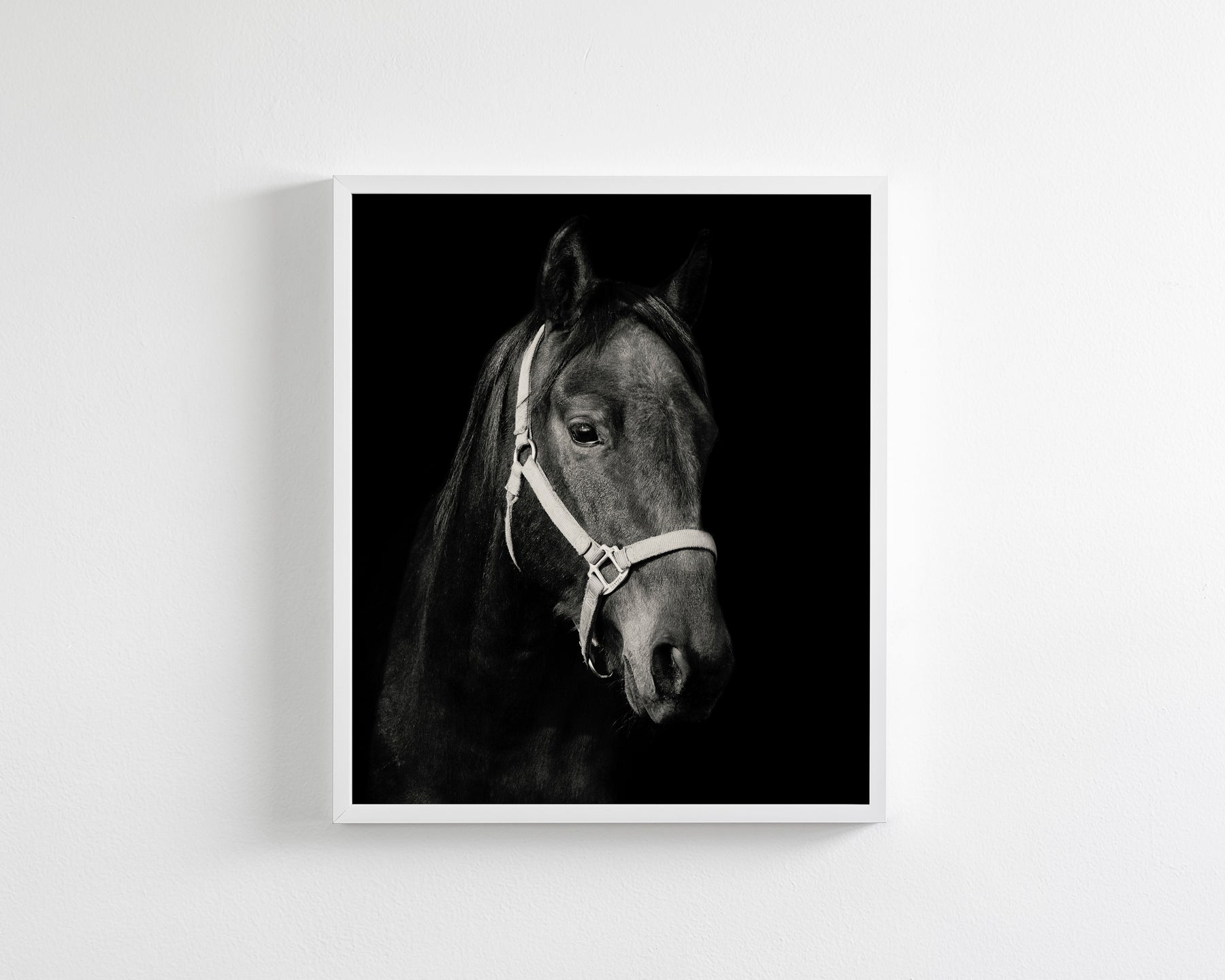 Dark Horse and Halter