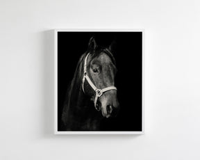 Dark Horse and Halter