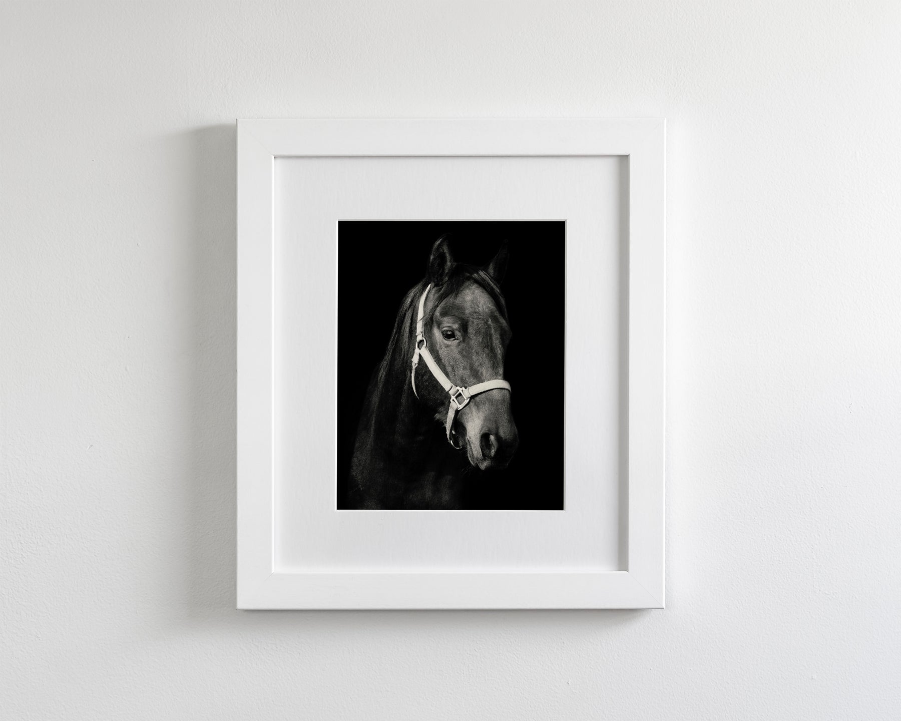 Dark Horse and Halter