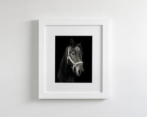 Dark Horse and Halter