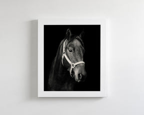 Dark Horse and Halter