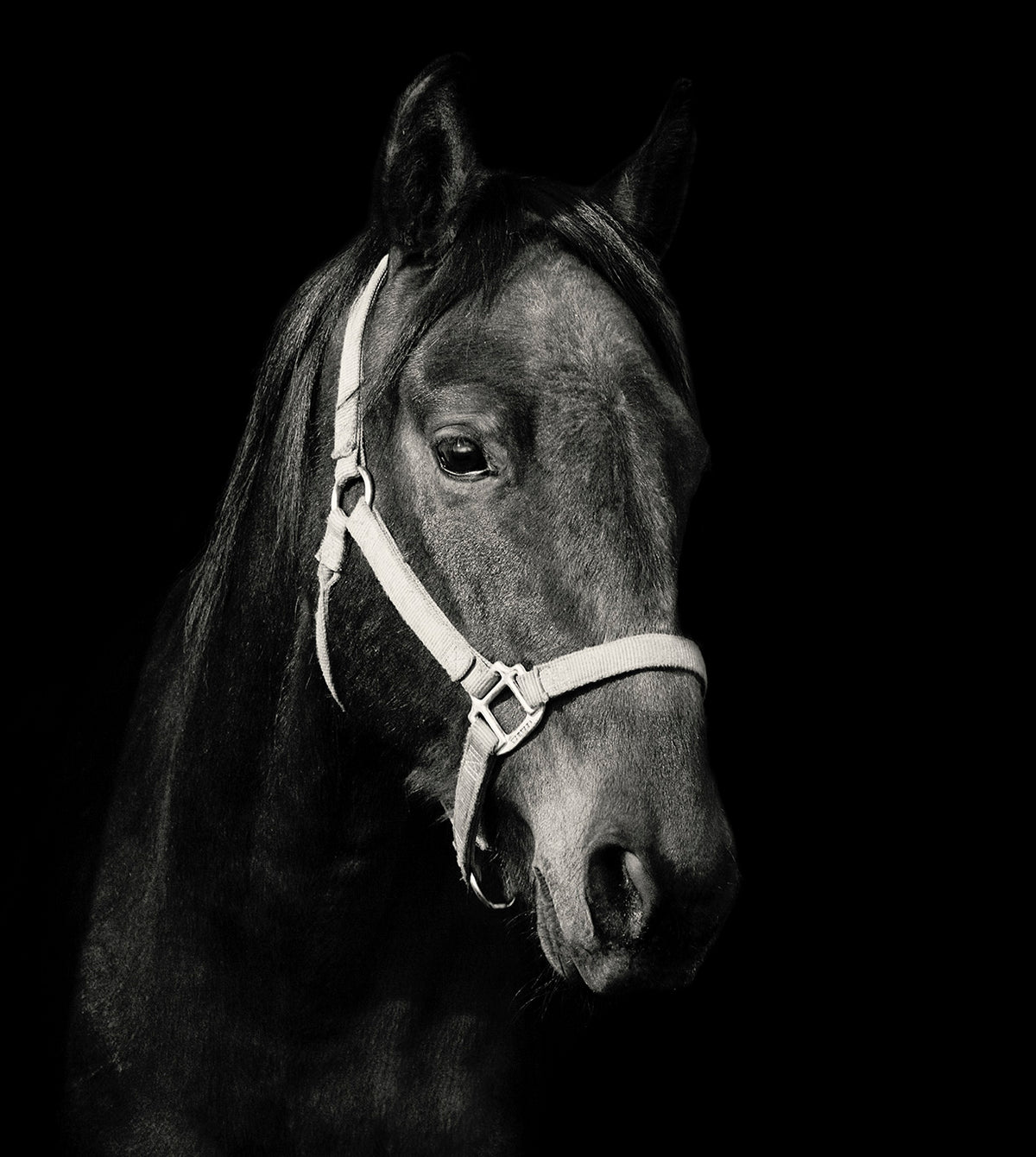 Dark Horse and Halter