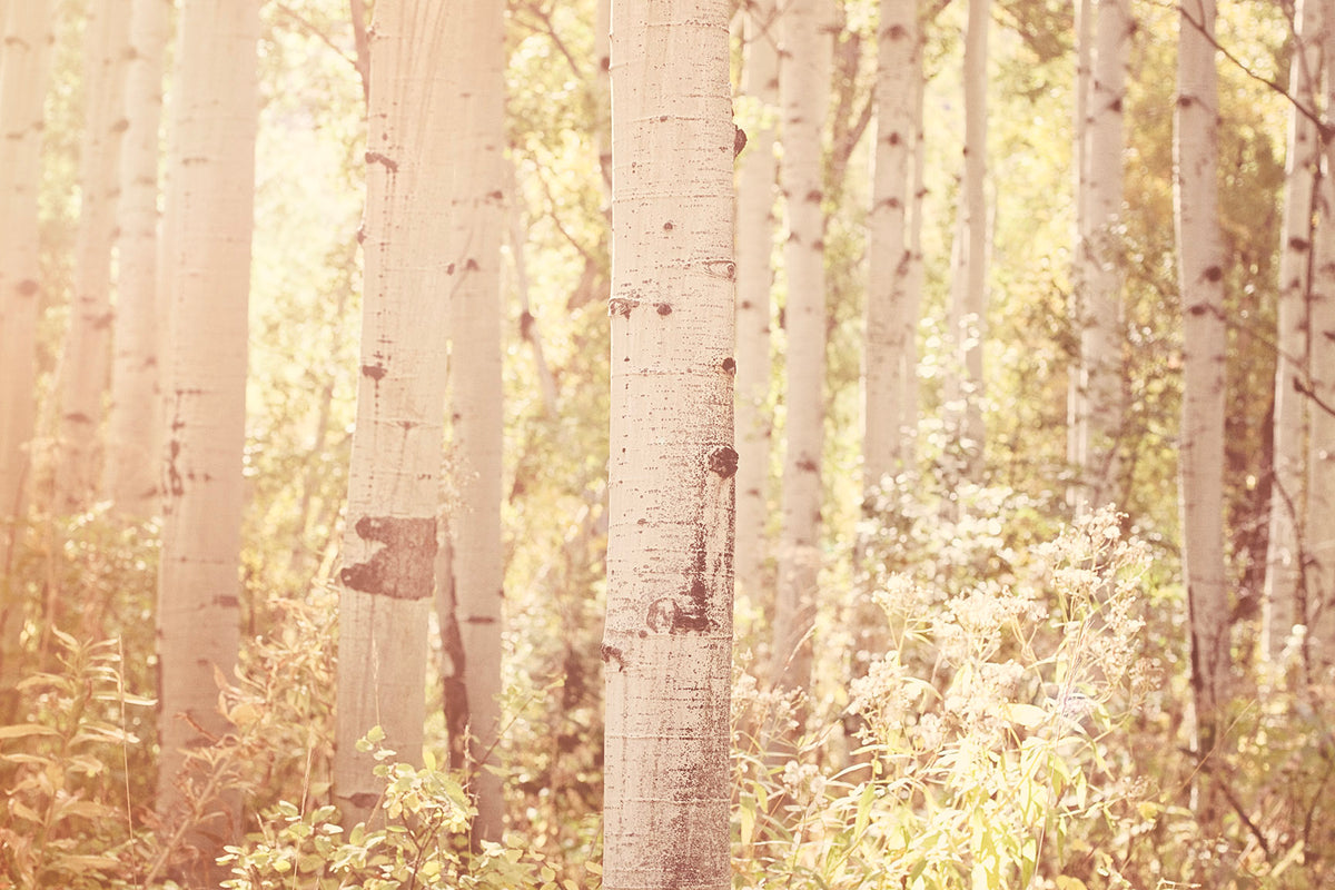 Dreamy Aspens