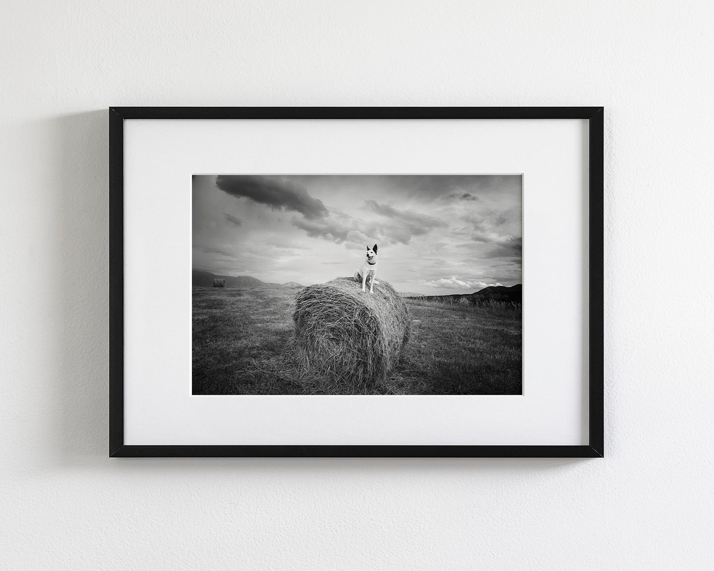 Farm Dog in Field