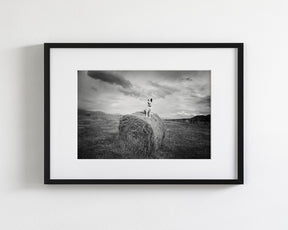 Farm Dog in Field