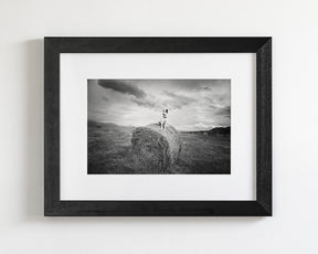 Farm Dog in Field