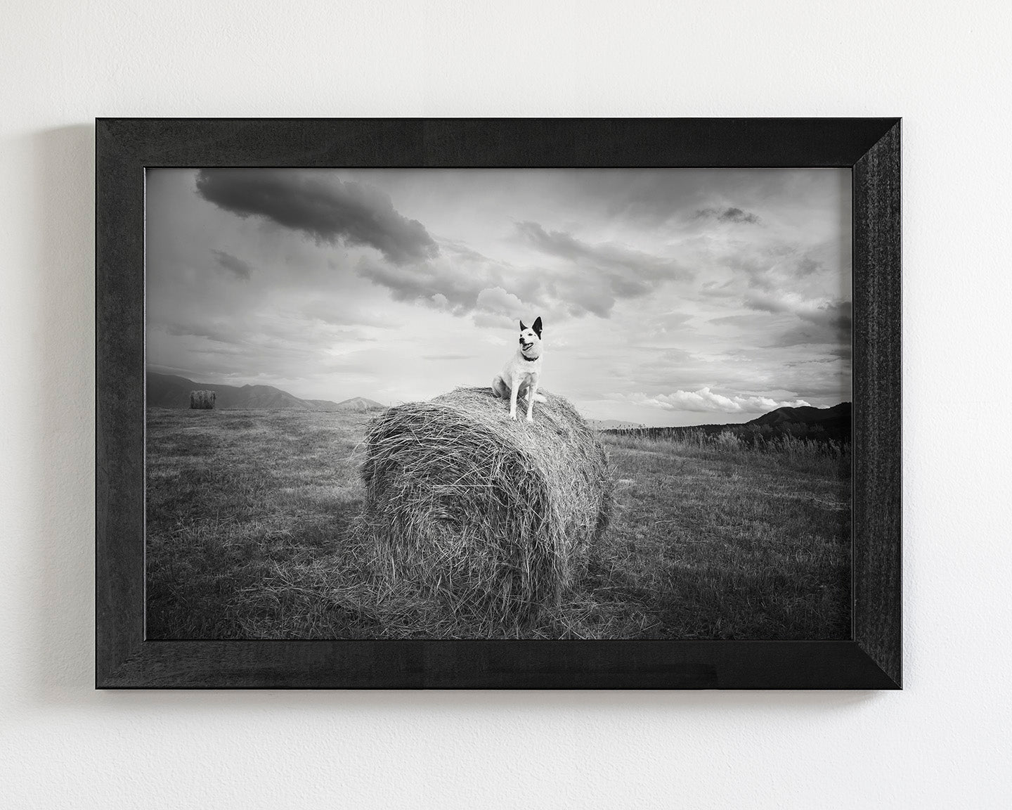 Farm Dog in Field