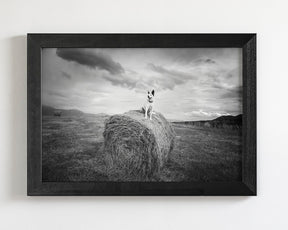 Farm Dog in Field