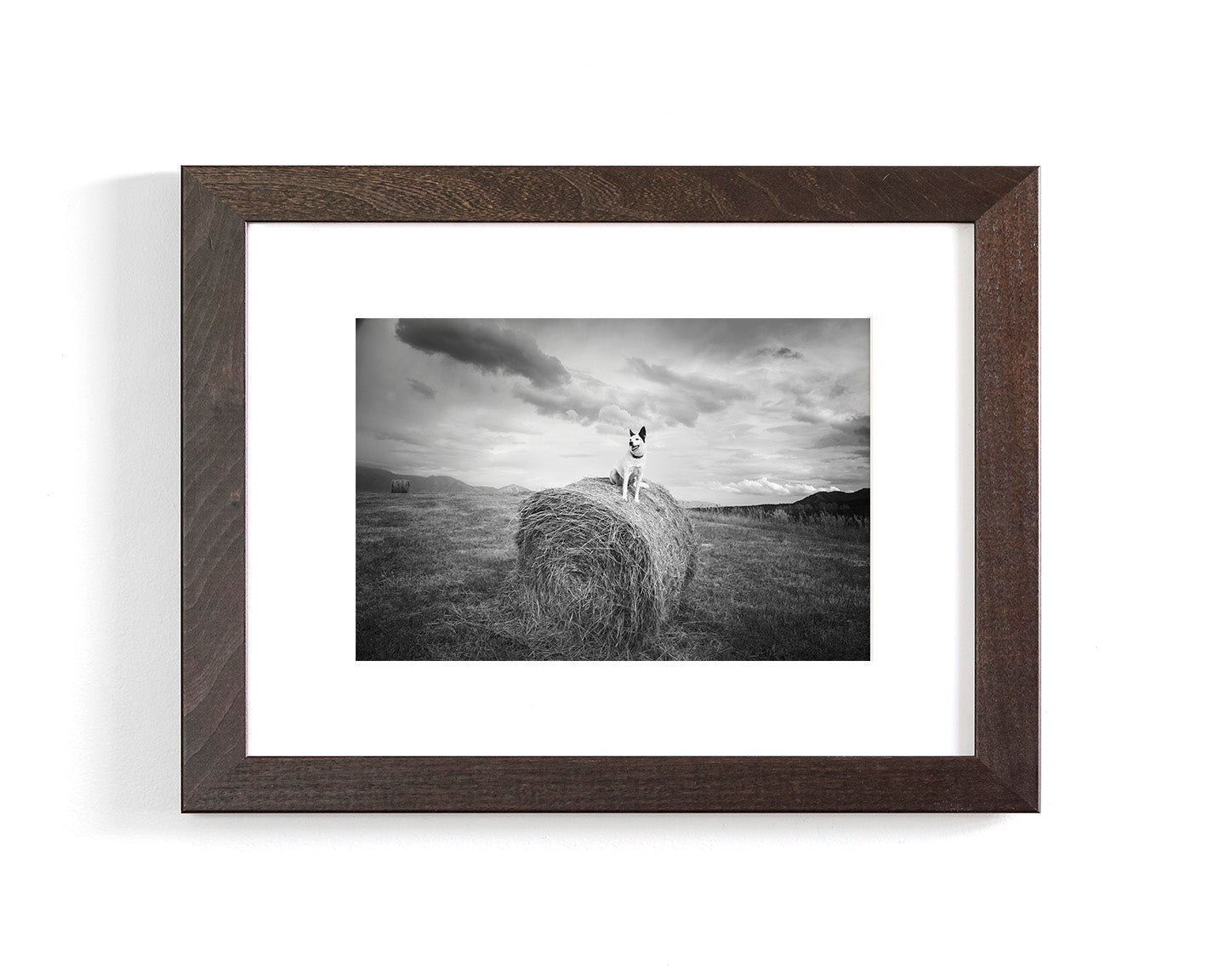 Farm Dog in Field