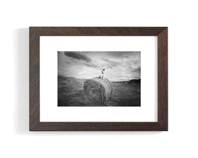 Farm Dog in Field