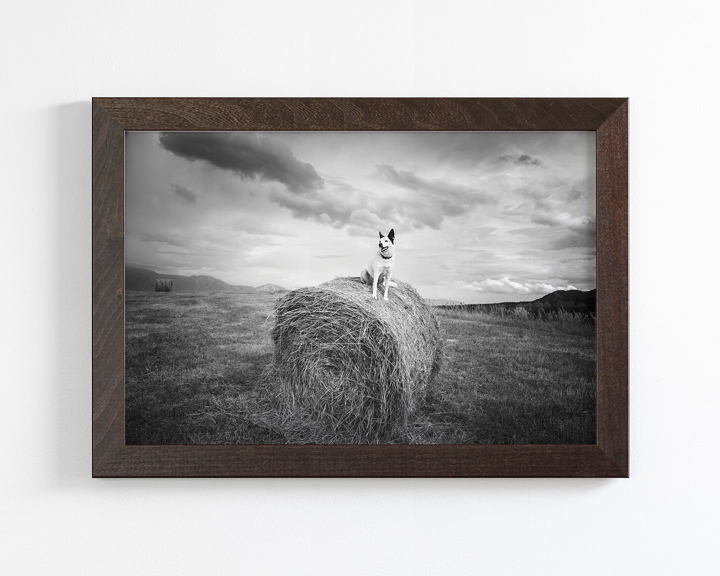 Farm Dog in Field