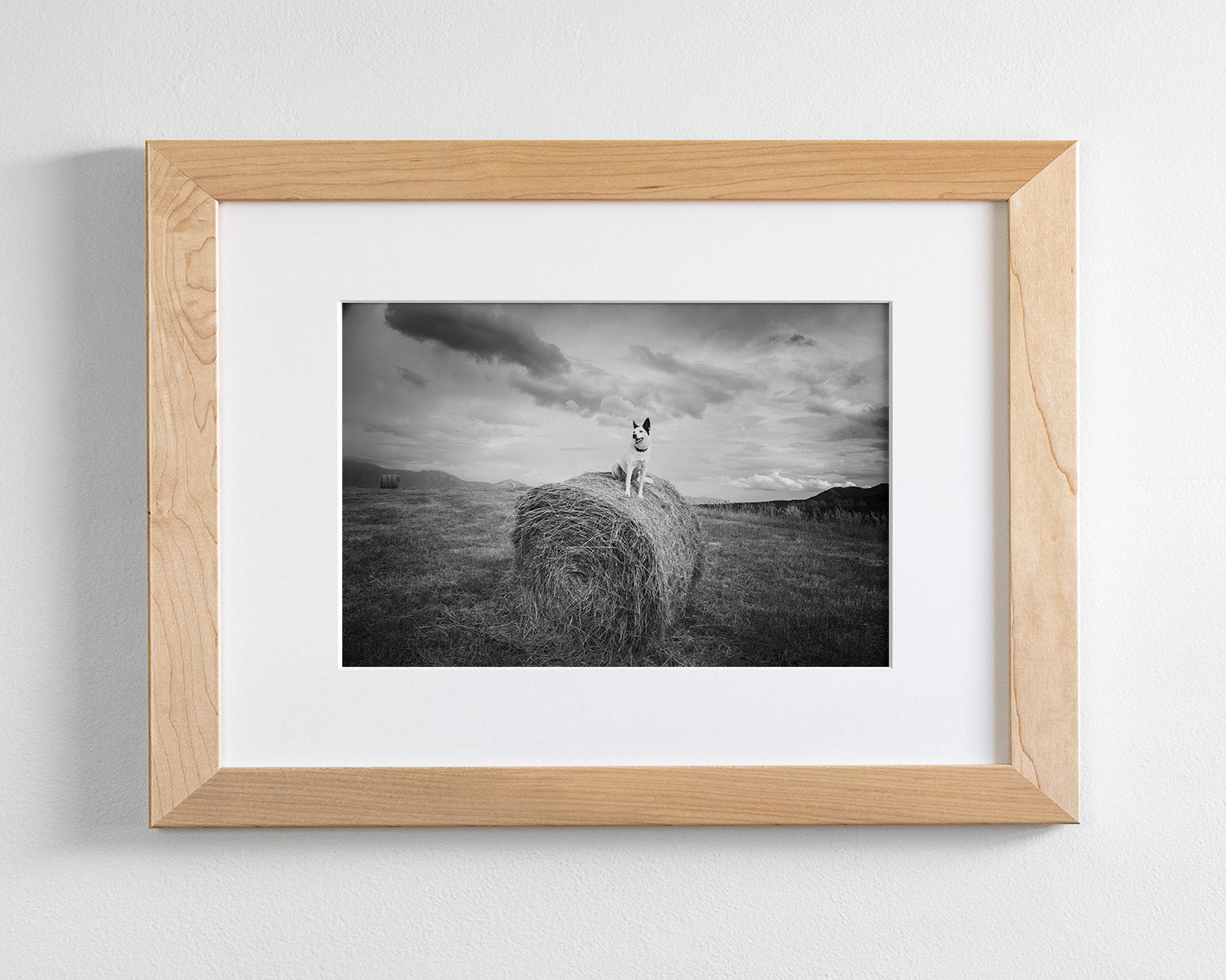 Farm Dog in Field