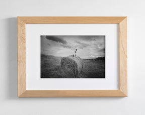 Farm Dog in Field