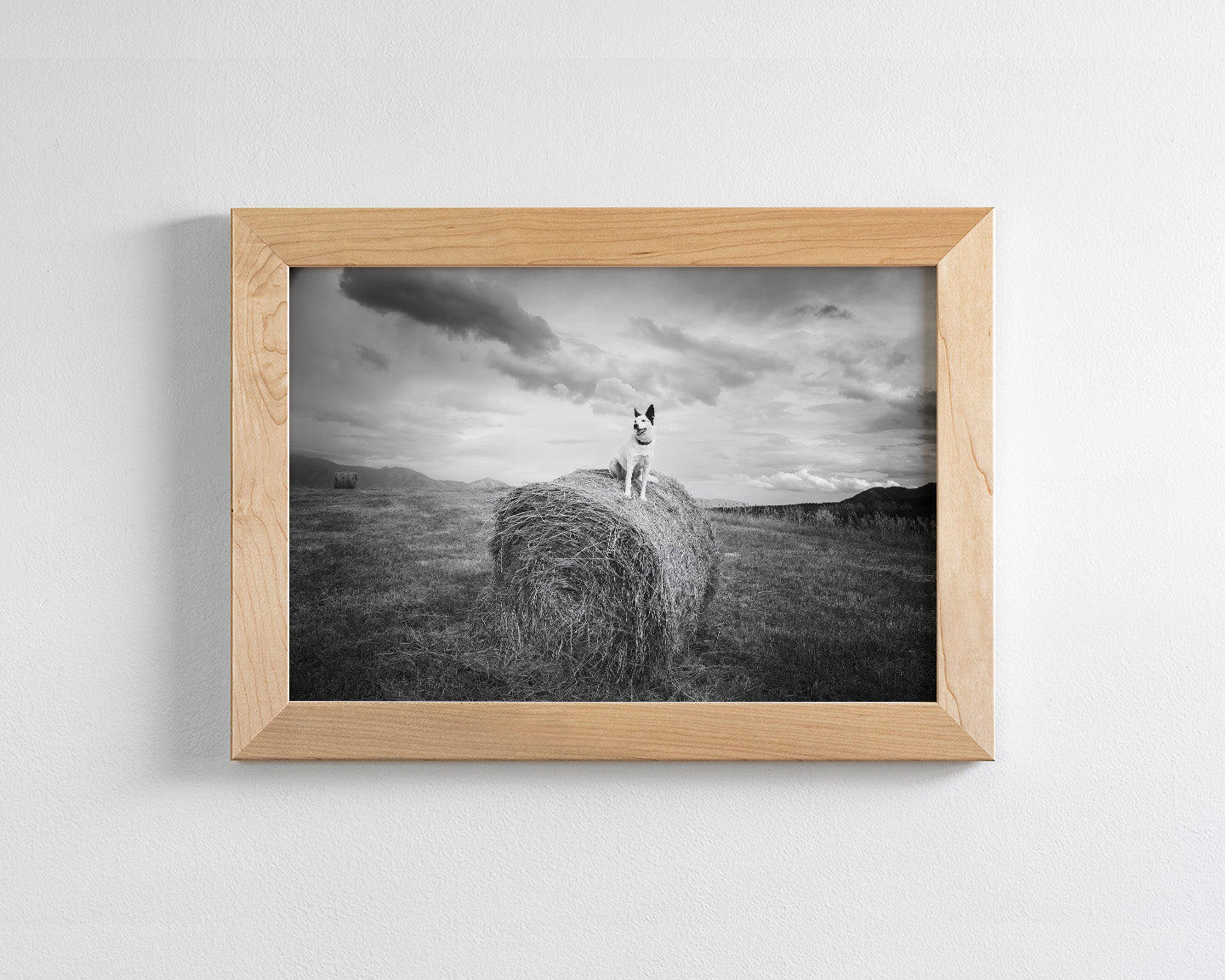 Farm Dog in Field