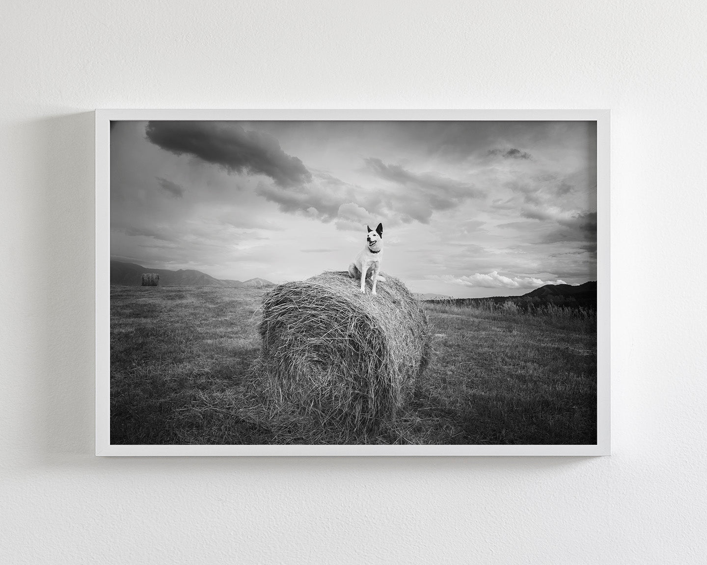 Farm Dog in Field