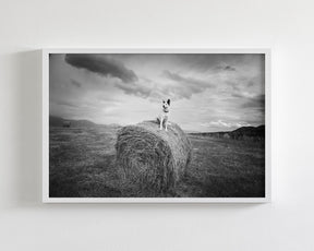 Farm Dog in Field