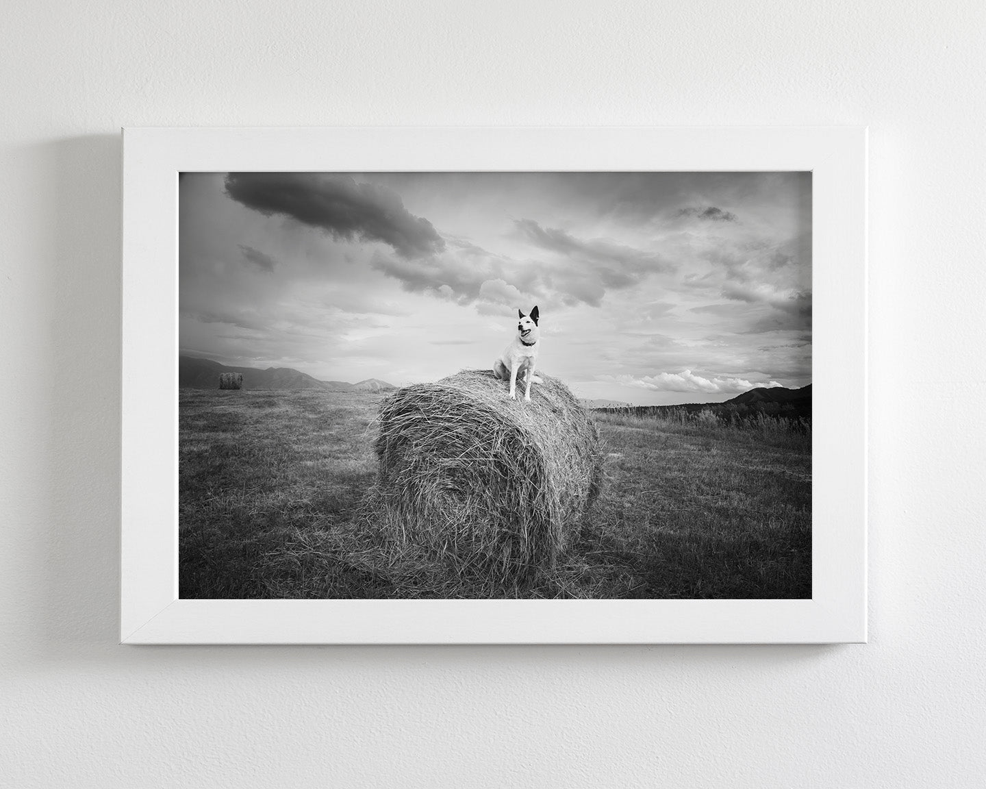 Farm Dog in Field