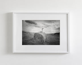 Farm Dog in Field