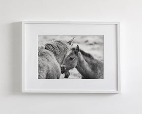 Foal and Mother – Tender Equine Moment