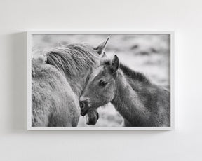 Foal and Mother – Tender Equine Moment