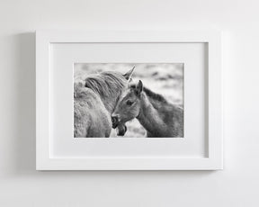 Foal and Mother – Tender Equine Moment