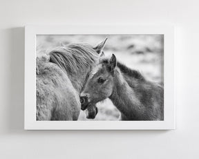 Foal and Mother – Tender Equine Moment