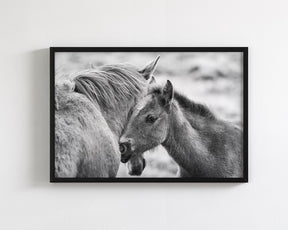 Foal and Mother – Tender Equine Moment