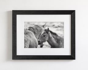 Foal and Mother – Tender Equine Moment