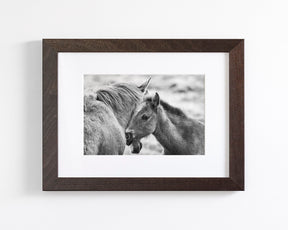 Foal and Mother – Tender Equine Moment