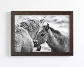 Foal and Mother – Tender Equine Moment