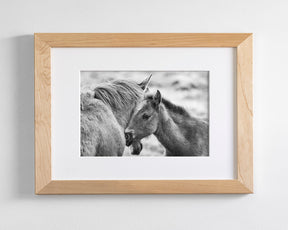 Foal and Mother – Tender Equine Moment