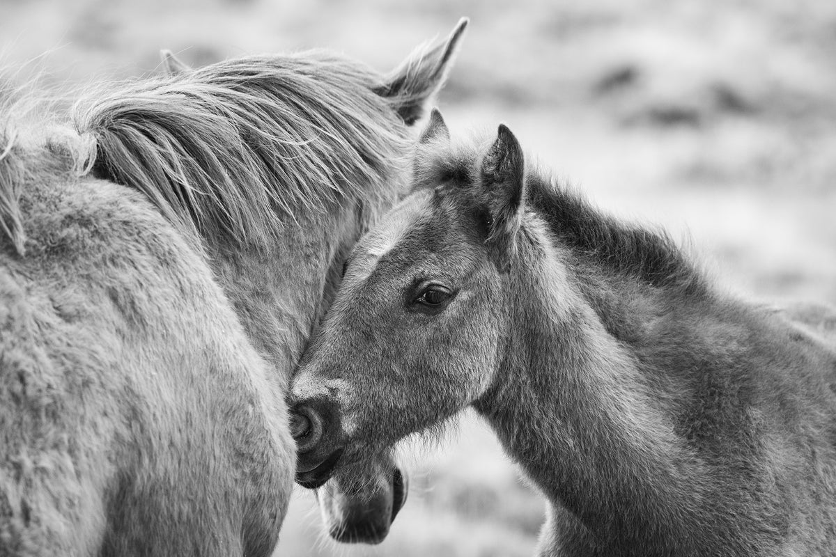 Foal and Mother – Tender Equine Moment