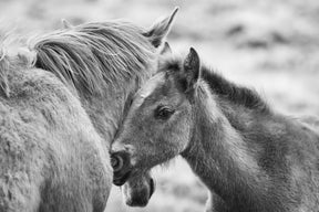 Foal and Mother – Tender Equine Moment