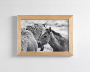 Foal and Mother – Tender Equine Moment