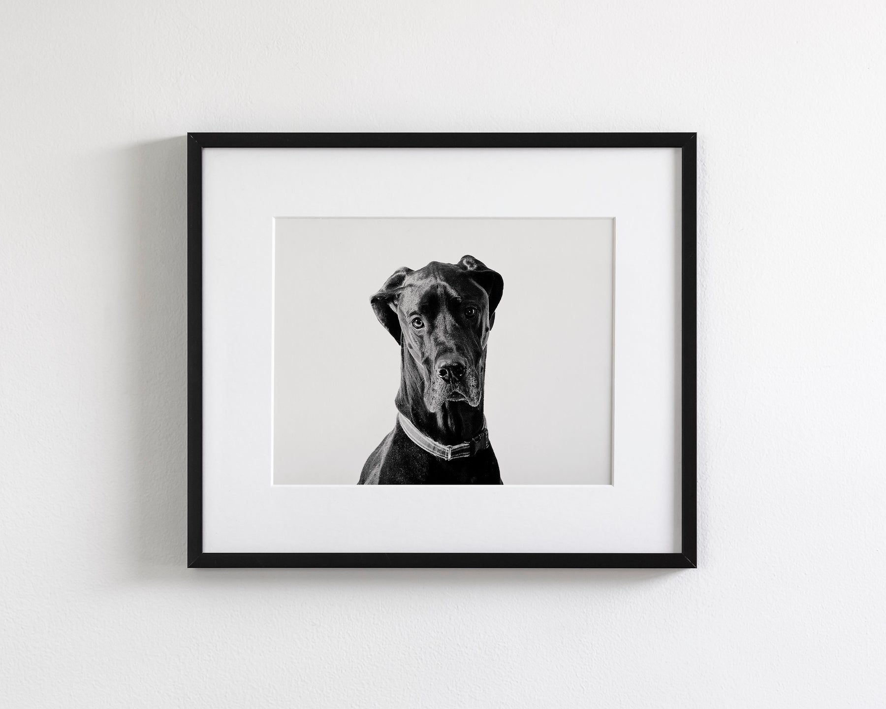 Great Dane Photograph