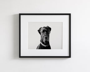 Great Dane Photograph