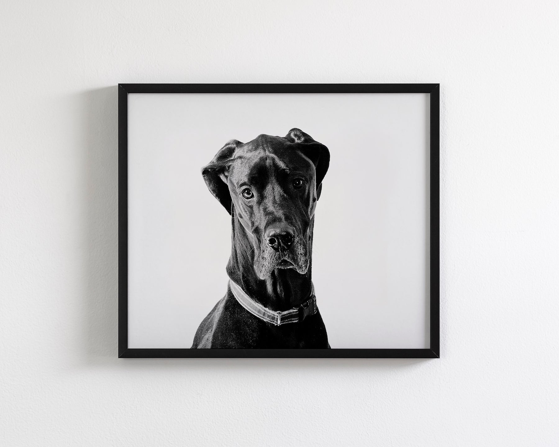 Great Dane Photograph