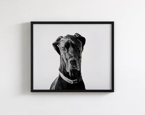 Great Dane Photograph