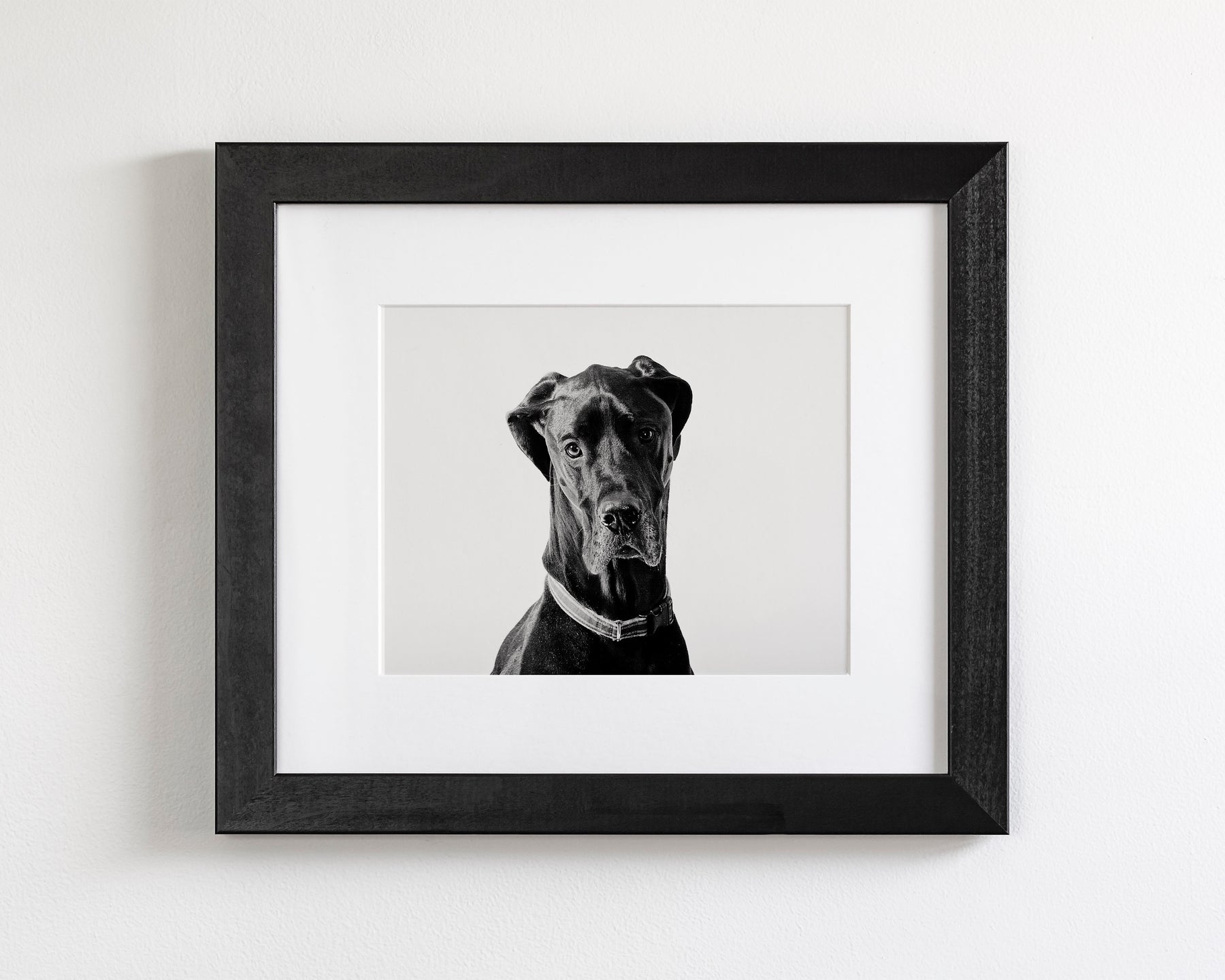 Great Dane Photograph