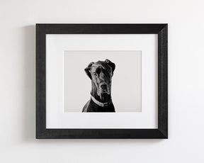 Great Dane Photograph