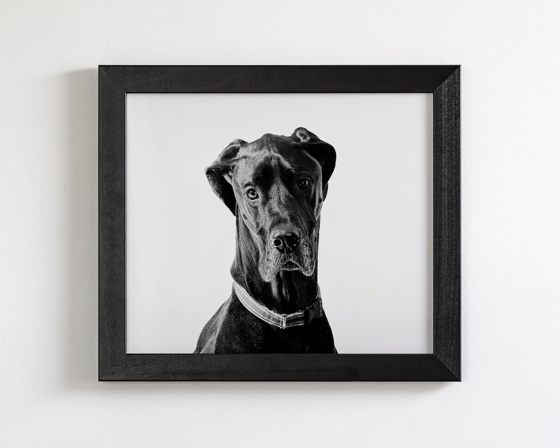 Great Dane Photograph