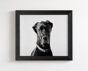 Great Dane Photograph