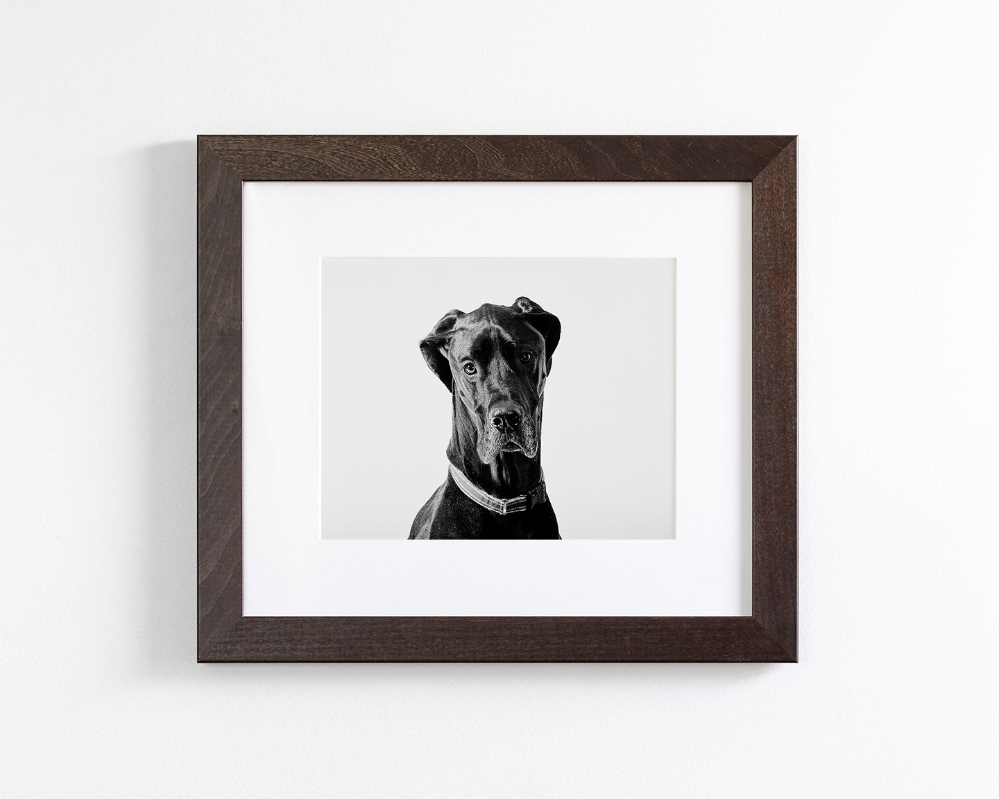 Great Dane Photograph