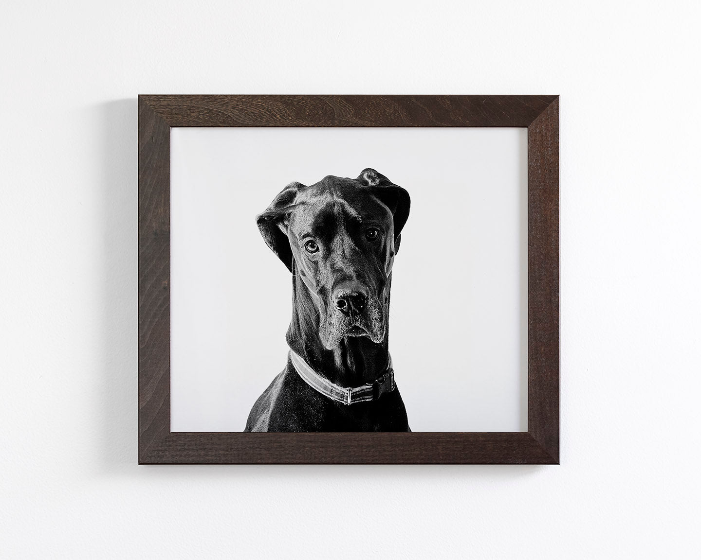 Great Dane Photograph