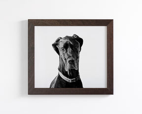 Great Dane Photograph